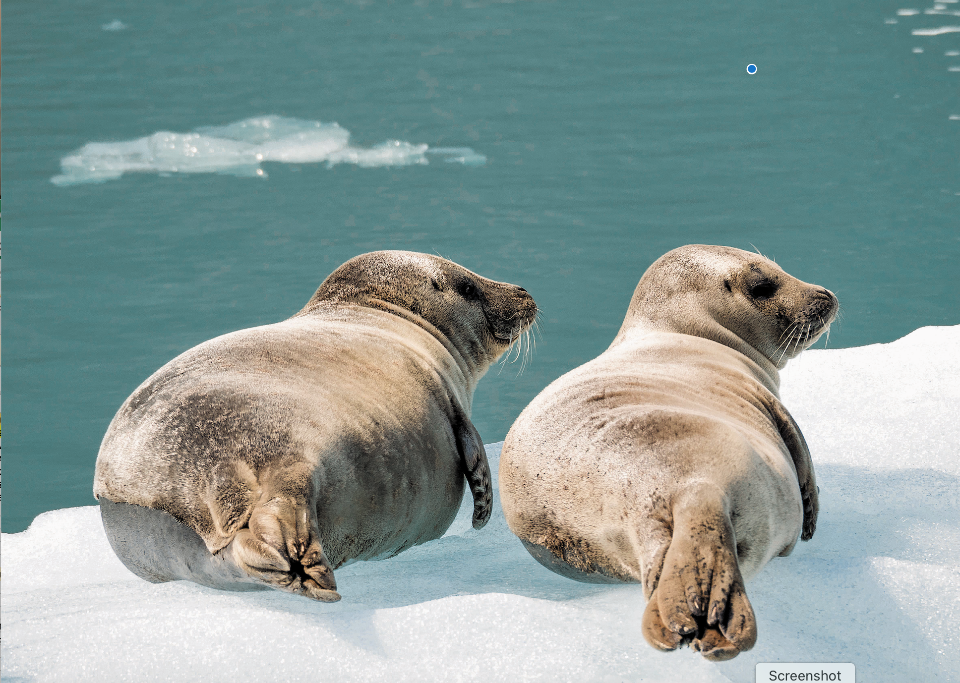 Read more about the article Experience Alaska: Regent Seven Seas Cruises￼